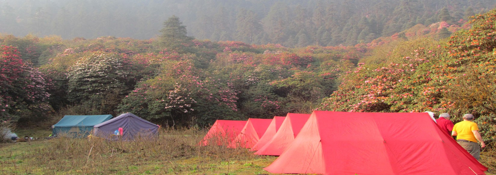 A nice sleep in Rhododendron Forest( Pikey  region)