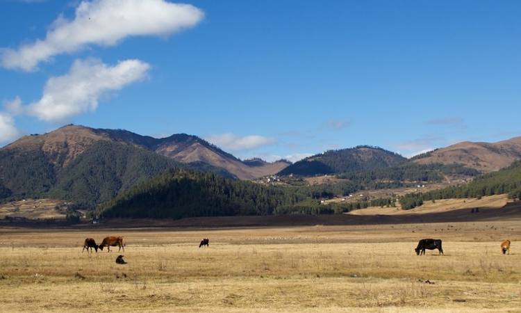 Druk Path Trek