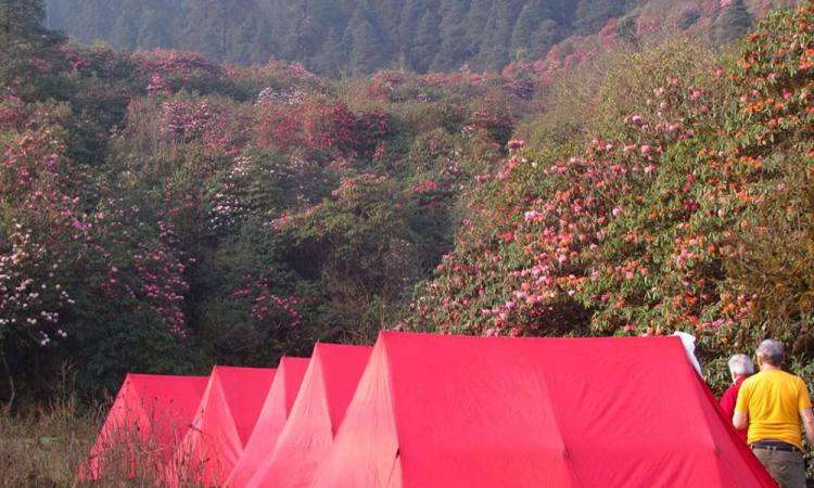 Rhododendrons Forest Dudhkunda-Pikey Trek