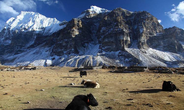 Yaks with nature 