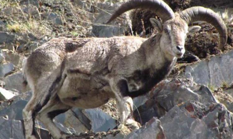 Blue Sheep found in Manaslu Region