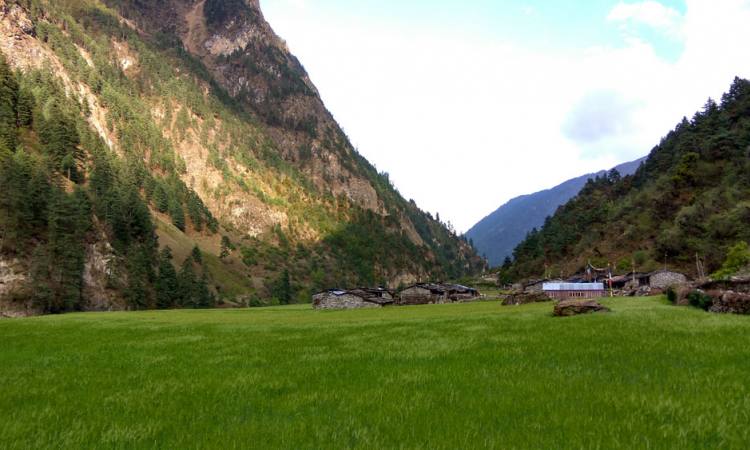 Greenery within Himalaya