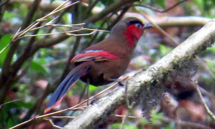 Nepal’s ‘extinct’ bird rediscovered in Chitwan
